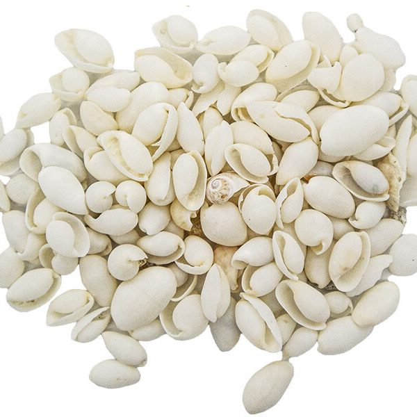 Beyaz Deniz Kabuğu 100 GR
