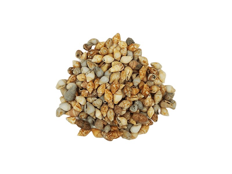 Deniz Kabuğu Naturel 1 CM - 100 GR