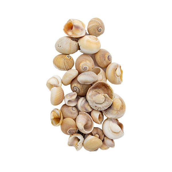 Deniz Kabuğu Salyangoz 2 CM - 1 KG