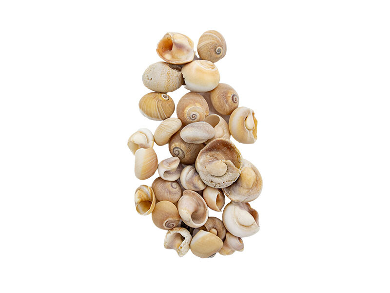 Deniz Kabuğu Salyangoz 2 CM - 100 GR