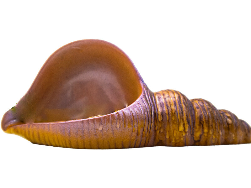 İstiridye Mumluk  Silikon Kalıbı MUM-12