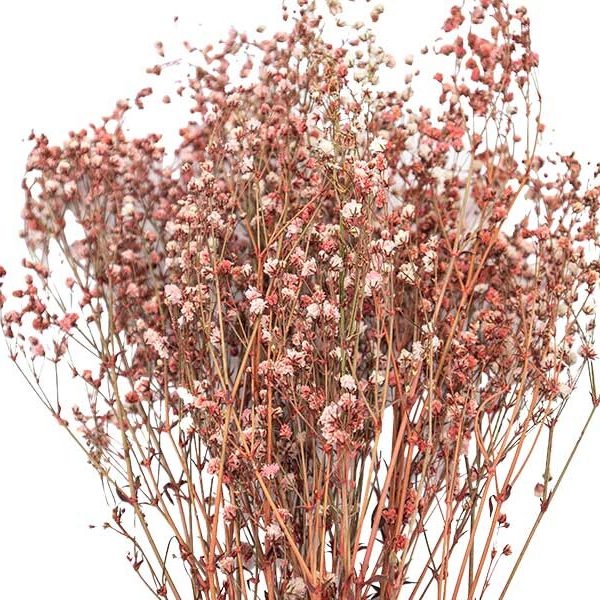 Pembe Şoklanmış Cipso - Kuru Çiçek 10 GR