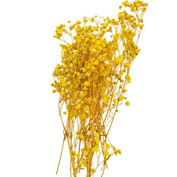 Sarı Şoklanmış Cipso - Kuru Çiçek 10 GR