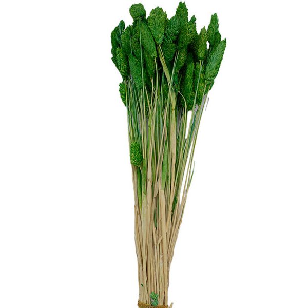 Yeşil Kuş Otu Kuru Çiçek Demeti